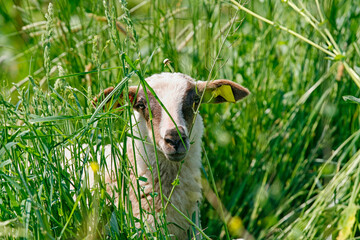 Young black and white lamb