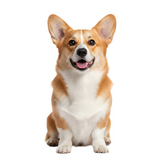 Professional Studio Portrait of a Happy Pembroke Welsh Corgi Dog Sitting Centered on a Transparent White Background with Soft Natural Lighting