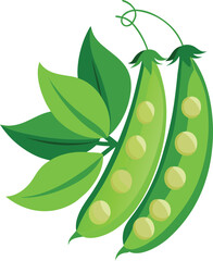 snow peas vector art