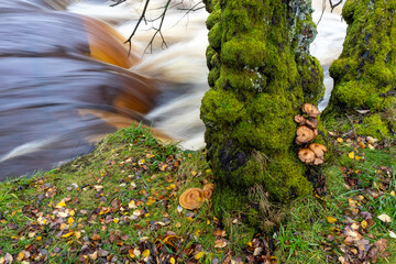 Moss covered trees and fungi beside flowing river in autumn © Philip