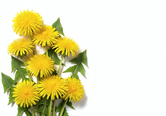 Professional-quality white background dandelion image