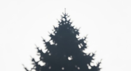 Fototapeta premium Abstract Silhouette of a Pine Tree Against a Softly Blurred Light Background