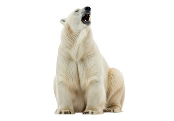 Majestic polar bear roaring sitting portrait wildlife arctic animal mammal predator carnivore fauna creature isolated on transparent background