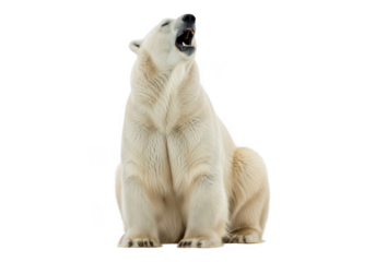Majestic polar bear roaring sitting portrait wildlife arctic animal mammal predator carnivore fauna creature isolated on transparent background