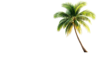 Obraz premium Tropical Palm Tree on Transparent Background