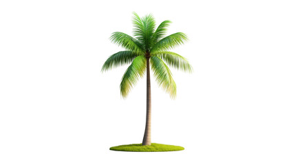 Palm tree on transparent background
