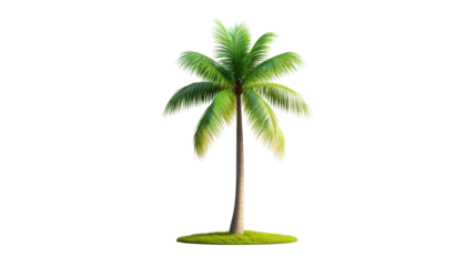 Palm tree on transparent background