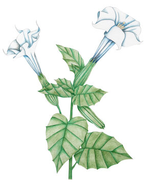 Datura Fastuosa