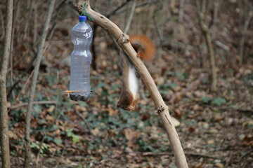 Akrobatisches Eichh&ouml;rnchen