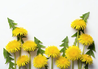 Professional-quality white background dandelion image
