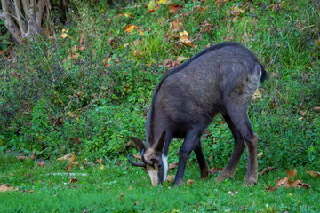 A close-up view of a wild chamois standing proudly on a rocky mountain ridge. The animal&rsquo;s alert expression and textured fur are highlighted by natural sunlight, symbolizing wildlife beauty