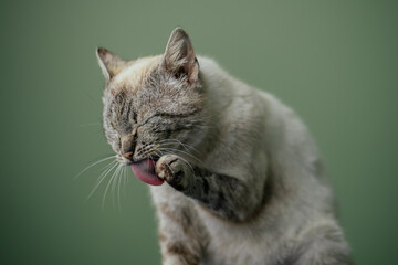 Obraz premium Beautiful cat with amazing blue eyes posing for the camera. 