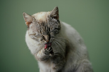 Beautiful cat with amazing blue eyes posing for the camera. 