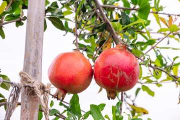 Ripe Punica granatum fruits on the tree in garden. Ripe beautiful and healthy pomegranate fruits on tree branch in pomegranate orchard ready for harvest.