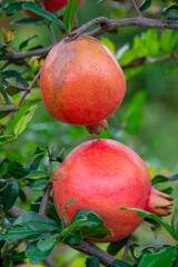 Ripe Punica granatum fruits on the tree in garden. Ripe beautiful and healthy pomegranate fruits on tree branch in pomegranate orchard ready for harvest.
