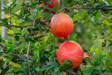 Ripe Punica granatum fruits on the tree in garden. Ripe beautiful and healthy pomegranate fruits on tree branch in pomegranate orchard ready for harvest.