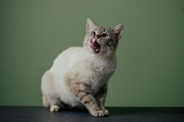 Obraz premium Beautiful cat with amazing blue eyes posing for the camera. 