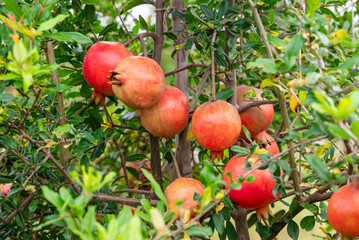 Ripe Punica granatum fruits on the tree in garden. Ripe beautiful and healthy pomegranate fruits on tree branch in pomegranate orchard ready for harvest.