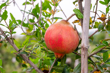 Ripe Punica granatum fruits on the tree in garden. Ripe beautiful and healthy pomegranate fruits on tree branch in pomegranate orchard ready for harvest.