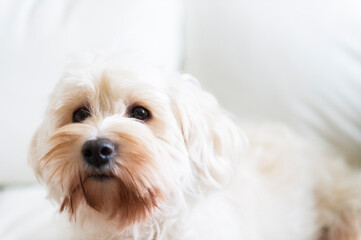 Tibet Terrier Zuhause auf dem Sofa