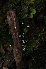 Fototapeta premium flowers and roots