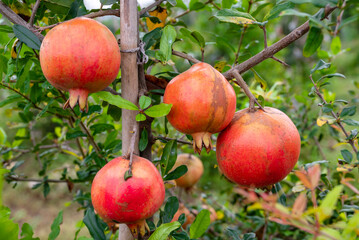 Ripe Punica granatum fruits on the tree in garden. Ripe beautiful and healthy pomegranate fruits on tree branch in pomegranate orchard ready for harvest.