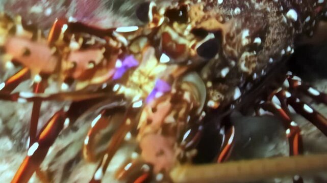 A close-up view displays a spiny lobster nestled among coral reefs. This sea creature remains partially concealed, showcasing its natural camouflage in the underwater world of the ocean.