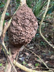 A large termite mound on a clinging on to a tree limb in the rain forest of Costa Rica