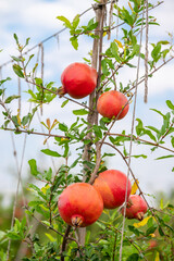 Ripe Punica granatum fruits on the tree in garden. Ripe beautiful and healthy pomegranate fruits on tree branch in pomegranate orchard ready for harvest.
