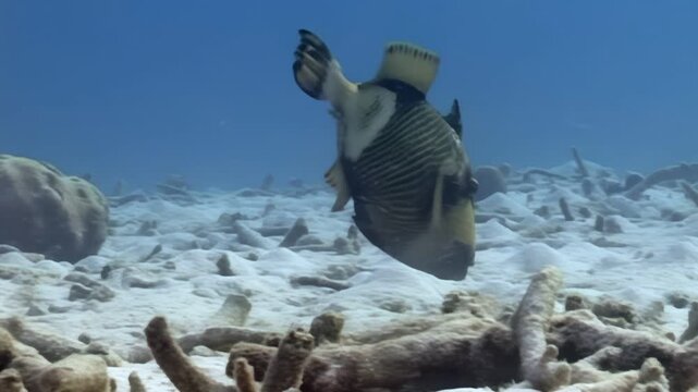 Observe a single triggerfish gracefully navigating its underwater environment. The fish swims over a seabed covered in white sand and broken coral during daytime in clear, bright blue water.