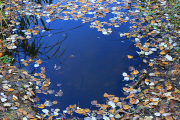 autumn lefage on lake water surface