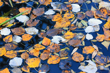 autumn leaves on water