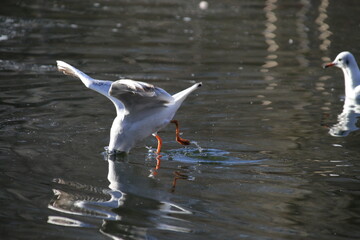 Lachm&ouml;we beim Tauchen