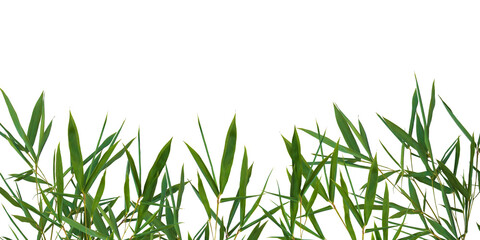 Bamboo green leaves. Floral border element universal use isolated