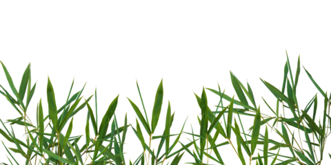 Bamboo green leaves. Floral border element universal use isolated