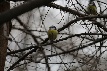 Blaumeise
