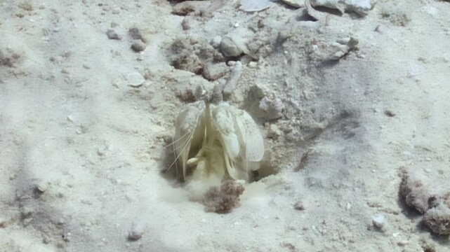 A mantis shrimp peeks out of its sandy burrow, then retreats inside. Shot on the seabed during the day, in an area with coarse sand and small rocks. The shrimp is light colored.