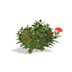 red Ixora plant