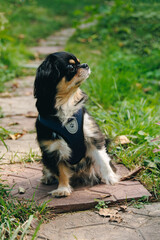 Obraz premium Small long-haired Chihuahua dog wearing a blue harness sitting on a garden path and looking sideways in natural daylight