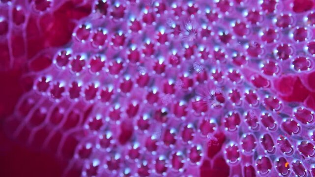 Colony of Bryozoa Electra pilosa under microscope, family Electridae. Under ultraviolet light. White Sea.