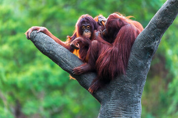 Orangutan's natural habitat postures and interactions © paul