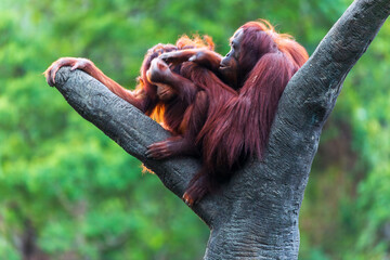 Orangutan's natural habitat postures and interactions © paul