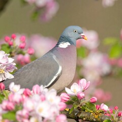 Pigeon amidst spring blossoms