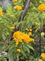 Close up reveals vibrant yellow lantana blossoms amid rich green leaves outdoors