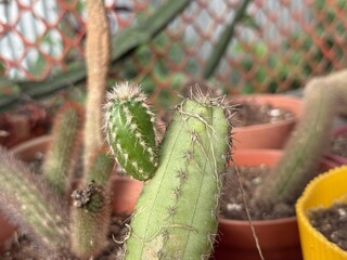 Close up shows a green cactus with spines and new growth in high resolution photo