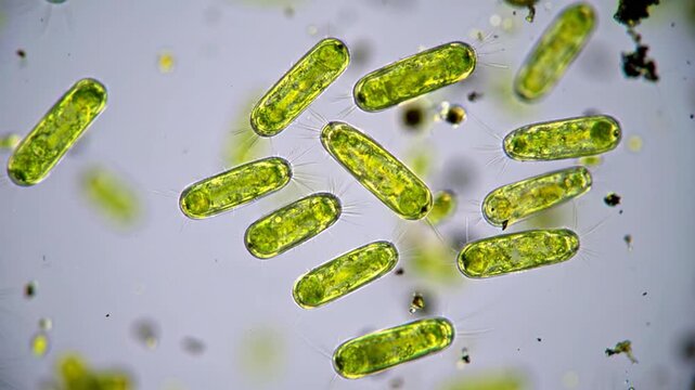 Microscopic View of Green Algae Cells in Water