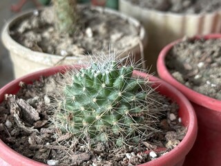 Close up shows a spiky green cactus in a red pot inside house
