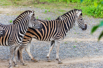 Close-up of zebras' black and white stripes and their group activities.