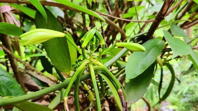 Close-up shot of a vanilla plant (Vanilla planifolia) showing young green vanilla pods (beans) hanging from the vine, along with unopened flower buds.