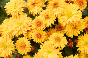 Top view of a yellow chrysanthemums	